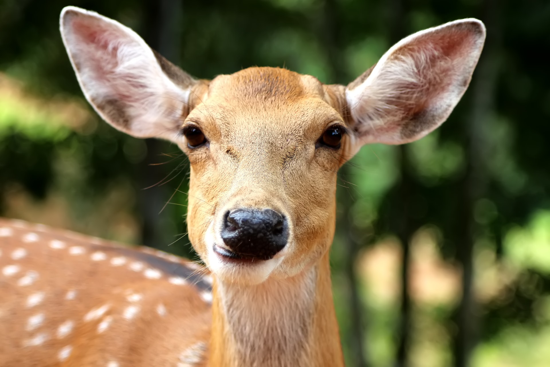 deer in nature